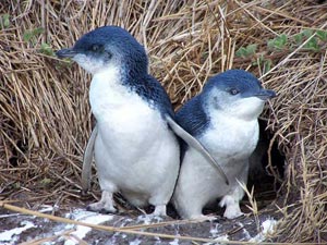 пингвин эльф или малый голубой пингвин