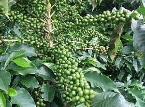 Кофейное дерево (wikimedia.org)