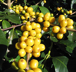 Кофейное дерево сорта Бурбон (wikimedia.org)