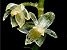 Самая маленькая орхидея в мире. Эквадор