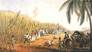 Плантация сахарного тростника на Ямайке