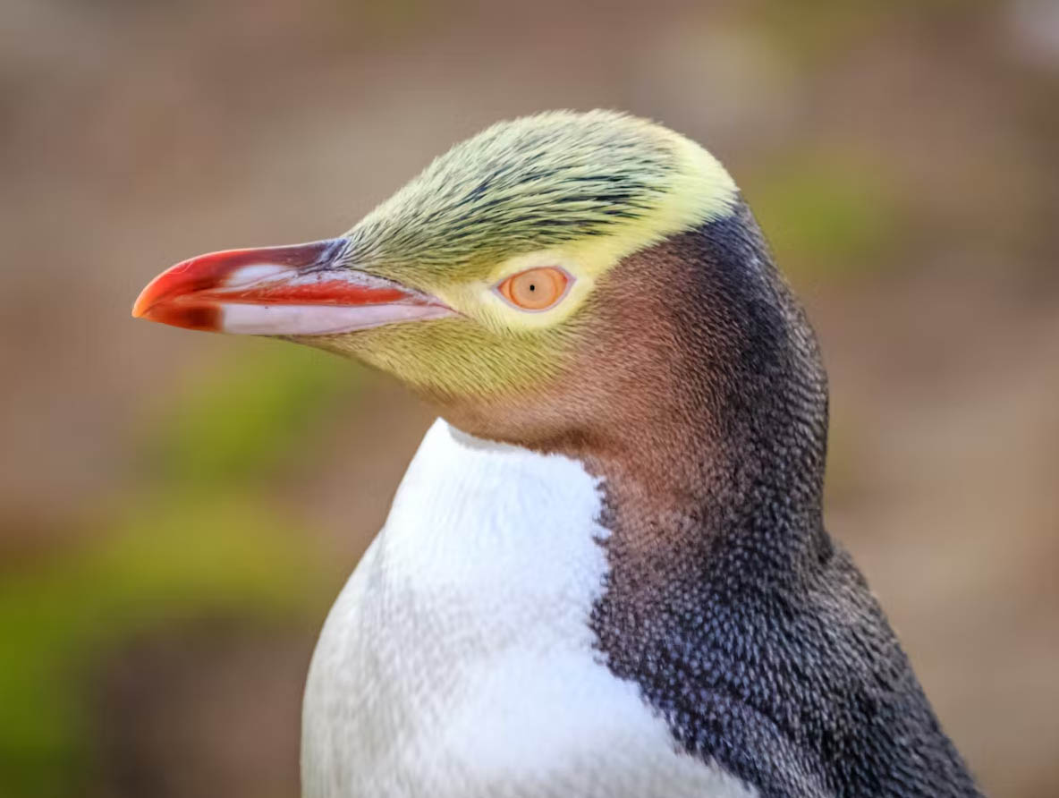 Великолепный (желтоглазый) пингвин