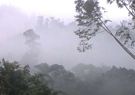 Дождевой лес Синхараджа. Национальные парки Шри-Ланки