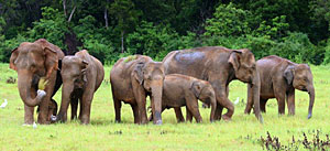 Национальный парк Яла. Шри-Ланка (holidaysinsrilanka.net)