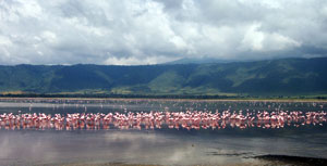 Розовые фламинго на озере в Серенгети