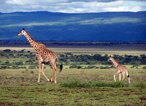 Жирафы в Серенгети