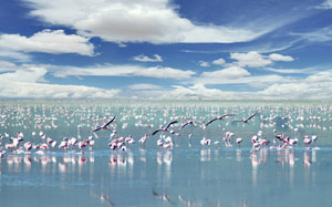 Птицы на озере в Серенгети