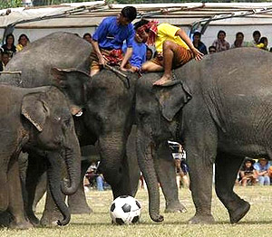 Праздник слонов. Таиланд