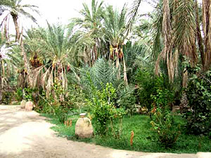 Музей пальм в Тозеоре