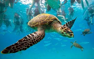 На Барбадосе можно поплавать с черепахами