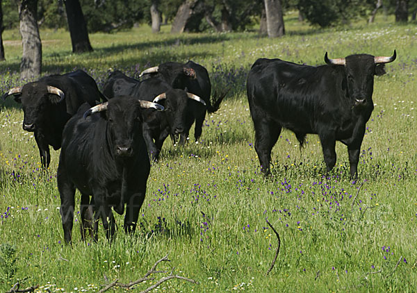 Эстремадура познакомит туристов с быками