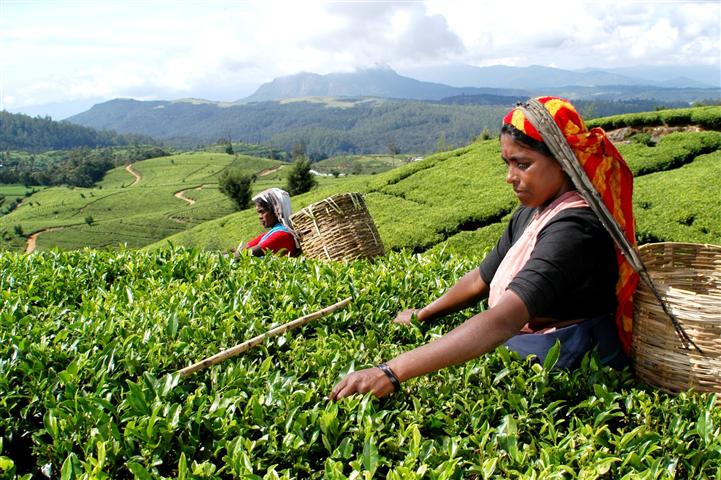 Экскурсии на чайные плантации Шри-Ланки