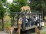 Туристов сажают в клетку со львами