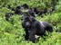 В Уганде туристы смогут изучать горилл