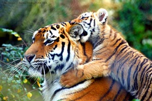 Туристов пустили к индийским тиграм