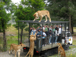 В Новой Зеландии туристов сажают в клетку со львами