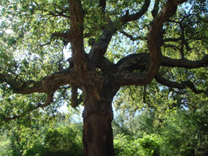 Пробковое дерево стало символом Португалии