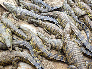 15 тысяч крокодилов сбежали с фермы