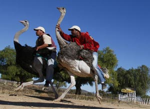 Safari Ostrich Show Farm