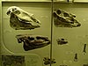 Музей палеонтологии