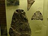 Музей палеонтологии