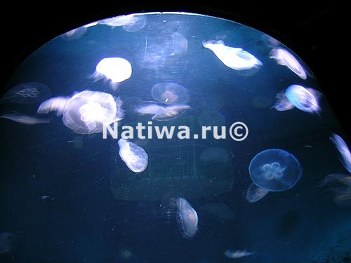 Медузы в океанариуме Sea life