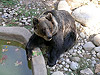 Медведь в зоопарке Барселоны