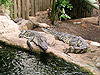 Крокодилы в зоопарке Барселоны