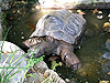 Гигантская черепаха в зоопарке Барселоны