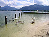 Лебеди на озере Мондзе