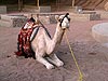 Деревня бедуинов, верблюд