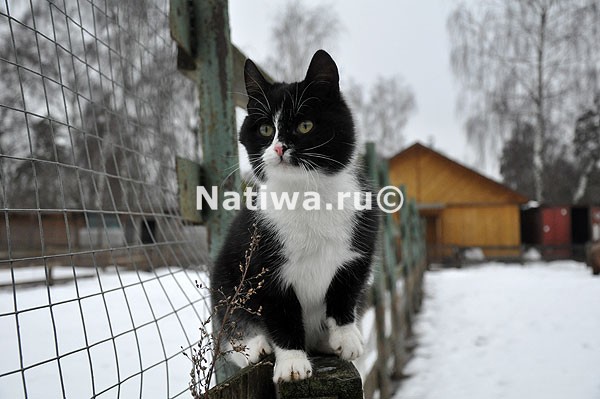 Кошка, зверосовхоз в Балашихе