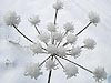 Зимний цветок. Арт-парк Николо-Ленивец