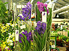 Выставка орхидей в сети магазинов Зеленая страна