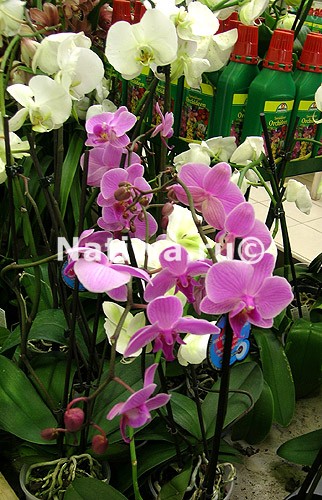 Выставка орхидей в сети магазинов Зеленая страна