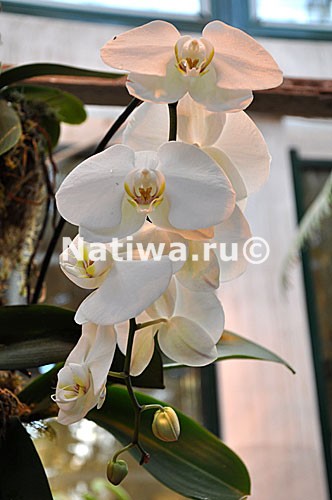 Фестиваль орхидей в Аптекарском огороде МГУ 2011