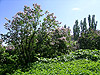 Сиреневый сад в ботаническом саду Москвы