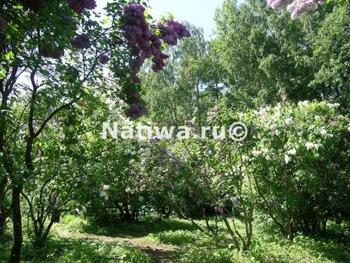 Сиреневый сад в ботаническом саду Москвы