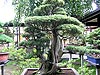 Выставка бонсаи, это дерево посажено в  1786 г.
