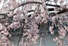 Цветущая сакура в Киото