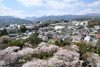 Вид на цветущую сакуру с замка Одовара