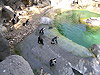 Пингвины. Мадридский зоопарк