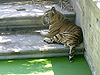 Тигр. Мадридский зоопарк