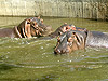 Бегемоты. Мадридский зоопарк