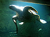 Морская черепаха. Мадридский зоопарк