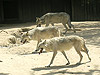 Волки. Мадридский зоопарк
