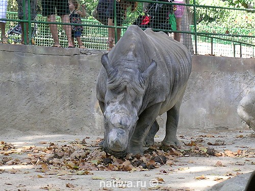Носорог. Барселонский зоопарк
